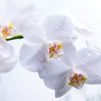 Everlasting Skincare - permanent makeup work