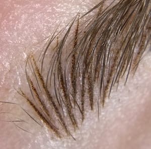 Eyebrow Tattoo result by Emily Ink Microblading, Nano Brows, Training And Permanent Makeup in St Petersburg, FL