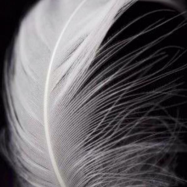 White Feather Wellness and Soul INK PMUA - permanent makeup work in Butler, PA