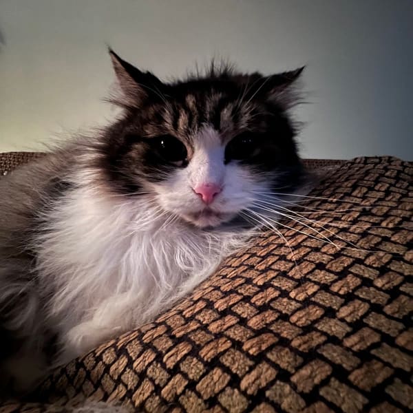 Stardust Aesthetics - permanent makeup in Rochester, NY