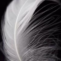 White Feather Wellness and Soul INK PMUA - permanent makeup work